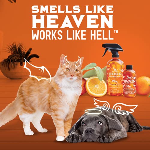 ANGRY ORANGE Pet Odor Eliminator for Home - 8oz Dog & Cat Urine Smell Remover - Citrus Concentrate - Makes a Gallon (128 oz)